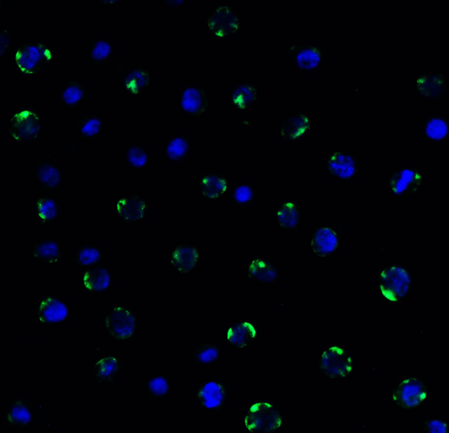 Immunocytochemistry/ Immunofluorescence: PEX3 Antibody - BSA Free [NBP3-18138] - Validation of PEX3 in Human HeLa Cells.Immunofluorescent analysis of 4% paraformaldehyde-fixed HeLa cells labeling PEX3 with  at 20 ug/mL, followed by goat anti-rabbit IgG secondary antibody at 1/500 dilution (green) and DAPI staining (blue).