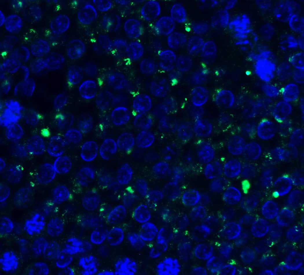 Immunohistochemistry: PEX3 Antibody - BSA Free [NBP3-18138] - Validation of PEX3 in Rat testis. Immunofluorescent analysis of 4% paraformaldehyde-fixed rat testis labeling PEX3 with  at 20 ug/mL, followed by goat anti-rabbit IgG secondary antibody at 1/500 dilution (green) and DAPI staining (blue).