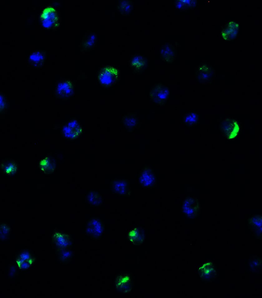 Immunocytochemistry/ Immunofluorescence: mtRNA polymerase Antibody - BSA Free [NBP3-18334] - Validation of POLRMT in Daudi Cells. Immunofluorescent analysis of 4% paraformaldehyde-fixed Daudi cells labeling POLRMT with  at 10 ug/mL, followed by goat anti-rabbit IgG secondary antibody at 1/500 dilution (green) and DAPI staining (blue).