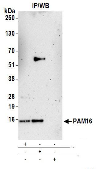 Immunoprecipitation:[NBP3-18383]-Detection of human PAM16 by western blot of immunoprecipitates. Samples: Whole cell lysate from 293T cells prepared using NETN lysis buffer. Antibodies: Affinity purified rabbit anti-PAM16 antibody used for IP at 6 µg per reaction. PAM16 was also immunoprecipitated by rabbit anti-PAM16 antibody. For blotting immunoprecipitated PAM16, was used at 0. 4 mg/ml. Detection: Chemiluminescence with an exposure time of 3 minutes.