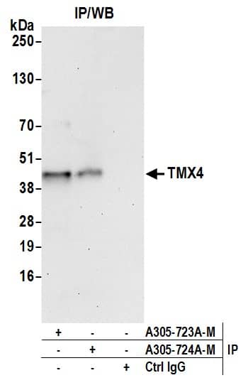 Immunoprecipitation:[NBP3-18386]-Detection of human TMX4 by western blot of immunoprecipitates. Samples: Whole cell lysate from HeLa cells prepared using NETN lysis buffer. Antibodies: Affinity purified rabbit anti-TMX4 antibody used for IP at 6 µg per reaction. TMX4 was also immunoprecipitated by rabbit anti-TMX4 antibody. For blotting immunoprecipitated TMX4, was used at 0. 4 mg/ml. Detection: Chemiluminescence with an exposure time of 30 seconds.