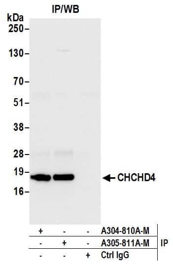 Immunoprecipitation;CHCHD4 Antibody  Whole cell lysate (1.0 mg per IP reaction; 20% of IP loaded) from HeLa cells prepared using NETN lysis buffer. Antibodies: Affinity purified rabbit anti-CHCHD4 antibody used for IP at 6 µg per reaction. CHCHD4 was also immunoprecipitated by rabbit anti-CHCHD4 antibody. For bting immunoprecipitated CHCHD4,  was used at 0.4 mg/ml. Detection: Chemiluminescence with an exposure time of 3 seconds.