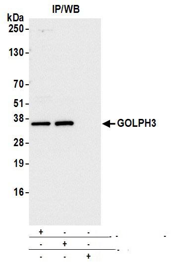 Immunoprecipitation:[NBP3-18395]-Detection of human GOLPH3 by western blot of immunoprecipitates. Samples: Whole cell lysate from HeLa cells prepared using NETN lysis buffer. Antibodies: Affinity purified rabbit anti-GOLPH3 antibody used for IP at 6 µg per reaction. GOLPH3 was also immunoprecipitated by rabbit anti-GOLPH3 antibody. For blotting immunoprecipitated GOLPH3, was used at 0. 4 mg/ml. Detection: Chemiluminescence with an exposure time of 3 seconds.