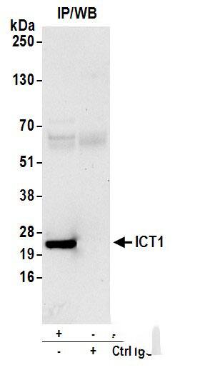 Immunoprecipitation:[NBP3-18397]-Detection of human ICT1 by western blot of immunoprecipitates. Samples: Whole cell lysate from HeLa cells prepared using NETN lysis buffer. Antibodies: Affinity purified rabbit anti-ICT1 antibody used for IP at 6 µg per reaction. For blotting immunoprecipitated ICT1, was used at 0. 4 mg/ml. Detection: Chemiluminescence with an exposure time of 30 seconds.