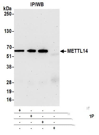 Immunoprecipitation:[NBP3-18398]-Detection of human METTL14 by western blot of immunoprecipitates. Samples: Whole cell lysate from Jurkat cells prepared using NETN lysis buffer. Antibodies: Affinity purified rabbit anti-METTL14 antibody used for IP at 6 µg per reaction. METTL14 was also immunoprecipitated by a previous lot of this antibody and a second antibody against a different epitope of METTL14. For blotting immunoprecipitated METTL14, was used at 0. 4 mg/ml. Detection: Chemiluminescence with an exposure time of 30 seconds.