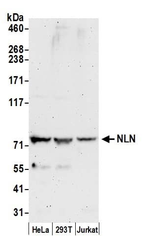 Western Blot;Neurolysin Antibody  Whole cell lysate (50 µg) from HeLa, HEK293T, and Jurkat cells prepared using NETN lysis buffer. Antibody: Affinity purified rabbit anti-NLN antibody used for WB at 0.1 mg/ml. Detection: Chemiluminescence with an exposure time of 3 minutes.