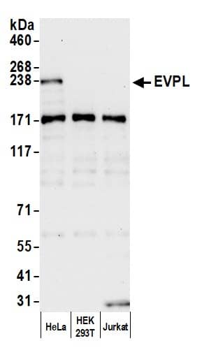 Western Blot;EVPL Antibody  Whole cell lysate (15 µg) from HeLa, HEK293T, and Jurkat cells prepared using NETN lysis buffer. Antibody: Affinity purified rabbit anti-EVPL antibody  used for WB at 0.1 mg/ml. Detection: Chemiluminescence with an exposure time of 30 seconds.