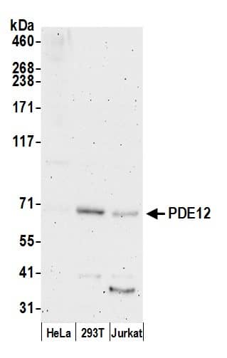 Western Blot;PDE12 Antibody  Whole cell lysate (50 µg) from HeLa, HEK293T, and Jurkat cells prepared using NETN lysis buffer. Antibody: Affinity purified rabbit anti-PDE12 antibody  used for WB at 0.1 mg/ml. Detection: Chemiluminescence with an exposure time of 3 minutes.