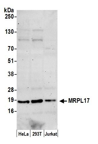 Western Blot;MRPL17 Antibody  Whole cell lysate (50 µg) from HeLa, HEK293T, and Jurkat cells prepared using NETN lysis buffer. Antibody: Affinity purified rabbit anti-MRPL17 antibody  used for WB at 0.4 mg/ml. Detection: Chemiluminescence with an exposure time of 3 minutes.