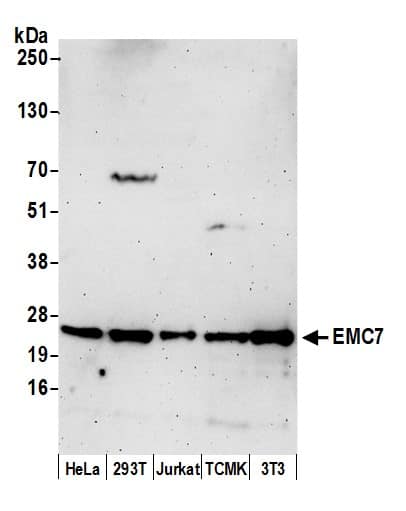 Western Blot;EMC7 Antibody  Whole cell lysate (50 µg) from HeLa, HEK293T, Jurkat, mouse TCMK-1, and mouse NIH 3T3 cells prepared using NETN lysis buffer. Antibody: Affinity purified rabbit anti-EMC7 antibody  used for WB at 0.4 mg/ml. Detection: Chemiluminescence with an exposure time of 30 seconds.