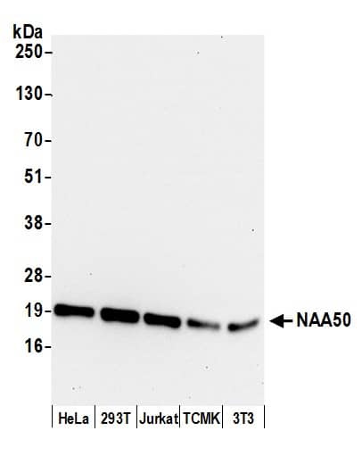 Western Blot;NAT13 Antibody  Whole cell lysate (15 µg) from HeLa, HEK293T, Jurkat, mouse TCMK-1, and mouse NIH 3T3 cells prepared using NETN lysis buffer. Antibody: Affinity purified rabbit anti-NAA50 antibody  used for WB at 0.1 mg/ml. Detection: Chemiluminescence with an exposure time of 10 seconds.