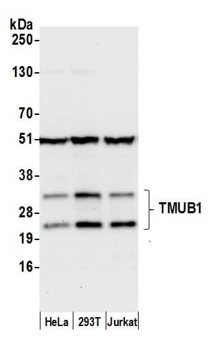 Western Blot;TMUB1 Antibody  Whole cell lysate (50 µg) from HeLa, HEK293T, and Jurkat cells prepared using NETN lysis buffer. Antibody: Affinity purified rabbit anti-TMUB1 antibody  used for WB at 0.1 mg/ml. Detection: Chemiluminescence with an exposure time of 10 seconds.