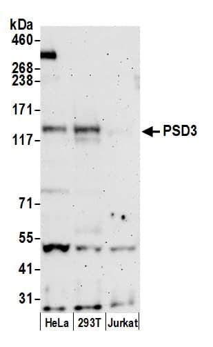 Western Blot;PSD3 Antibody  Whole cell lysate (50 µg) from HeLa, HEK293T, and Jurkat cells prepared using NETN lysis buffer. Antibody: Affinity purified rabbit anti-PSD3 antibody  used for WB at 0.1 mg/ml. Detection: Chemiluminescence with an exposure time of 3 minutes.