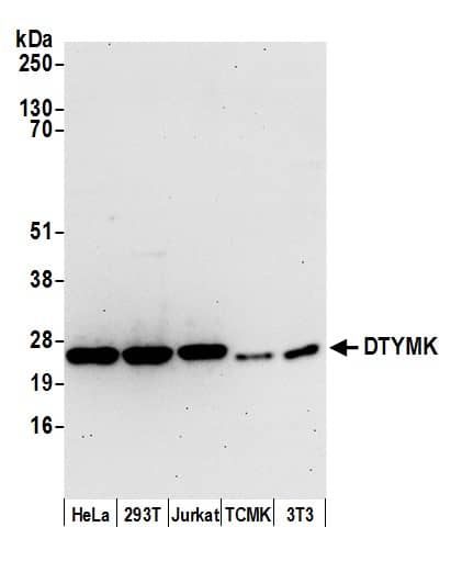 Western Blot;DTYMK Antibody  Whole cell lysate (15 µg) from HeLa, HEK293T, Jurkat, mouse TCMK-1, and mouse NIH 3T3 cells prepared using NETN lysis buffer. Antibody: Affinity purified rabbit anti-DTYMK antibody  used for WB at 0.1 mg/ml. Detection: Chemiluminescence with an exposure time of 30 seconds.