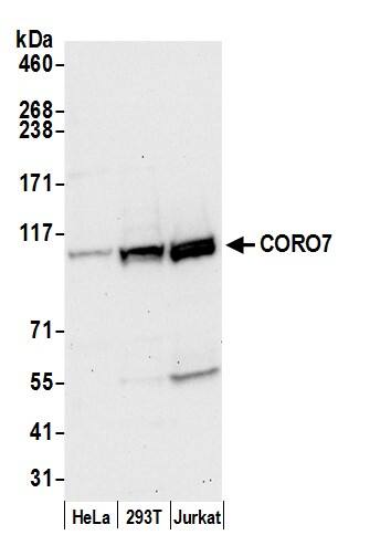 Western Blot;CORO7 Antibody  Whole cell lysate (50 µg) from HeLa, HEK293T, and Jurkat cells prepared using NETN lysis buffer. Antibody: Affinity purified rabbit anti-CORO7 antibody  used for WB at 0.1 mg/ml. Detection: Chemiluminescence with an exposure time of 30 seconds.