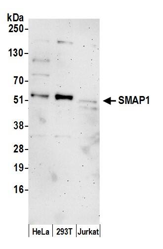 Western Blot;SMAP1 Antibody  Whole cell lysate (15 µg) from HeLa, HEK293T, and Jurkat cells prepared using NETN lysis buffer. Antibody: Affinity purified rabbit anti-SMAP1 antibody  used for WB at 0.1 mg/ml. Detection: Chemiluminescence with an exposure time of 3 minutes.