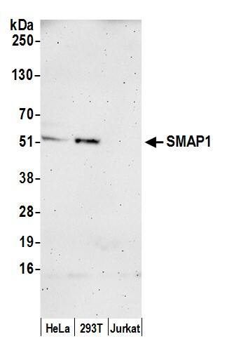 Western Blot;SMAP1 Antibody  Nuclear extract (50 µg) from HeLa, HEK293T, and Jurkat cells prepared using NETN lysis buffer. Antibody: Affinity purified rabbit anti-SMAP1 antibody  used for WB at 0.4 mg/ml. Detection: Chemiluminescence with an exposure time of 3 minutes.