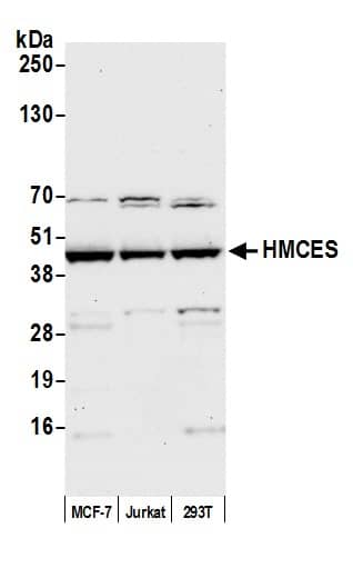 Western Blot HMCES Antibody - BSA Free