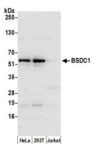 Western Blot;BSDC1 Antibody  Whole cell lysate (15 µg) from HeLa, HEK293T, and Jurkat cells prepared using NETN lysis buffer. Antibody: Affinity purified rabbit anti-BSDC1 antibody  used for WB at 0.1 mg/ml. Detection: Chemiluminescence with an exposure time of 30 seconds.