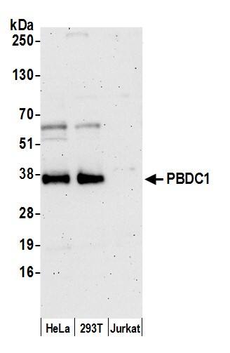 Western Blot;PBDC1 Antibody  Whole cell lysate (15 µg) from HeLa, HEK293T, and Jurkat cells prepared using NETN lysis buffer. Antibody: Affinity purified rabbit anti-PBDC1 antibody  used for WB at 0.1 mg/ml. Detection: Chemiluminescence with an exposure time of 3 minutes.
