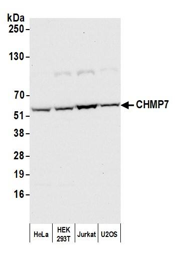 Western Blot;CHMP7 Antibody  Whole cell lysate (50 µg) from HeLa, HEK293T, Jurkat, and U2OS cells prepared using NETN lysis buffer. Antibody: Affinity purified rabbit anti-CHMP7 antibody  used for WB at 1:1,000.Detection: Chemiluminescence with an exposure time of 10 seconds.