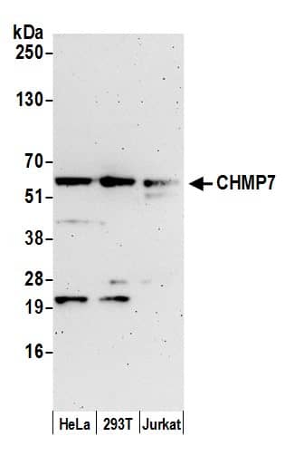 Western Blot CHMP7 Antibody - BSA Free