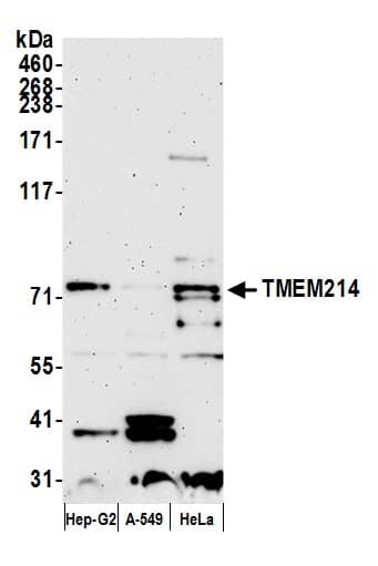 Western Blot;TMEM214 Antibody  Whole cell lysate (15 µg) from Hep-G2, A-549, and HeLa cells prepared using NETN lysis buffer. Antibody: Affinity purified rabbit anti-TMEM214 antibody  used for WB at 0.04 mg/ml. Detection: Chemiluminescence with an exposure time of 3 minutes.