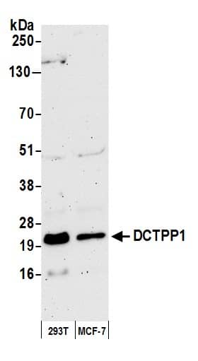 Western Blot XTP3TPA Antibody - BSA Free