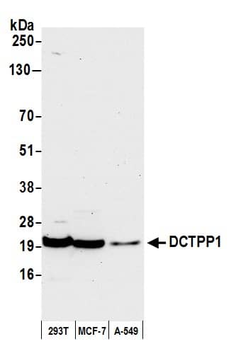 Western Blot XTP3TPA Antibody - BSA Free