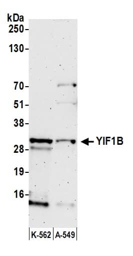 Western Blot;YIF1B Antibody  Whole cell lysate (50 µg) from K-562 and A-549 cells prepared using NETN lysis buffer. Antibody: Affinity purified rabbit anti-YIF1B antibody  used for WB at 0.1 mg/ml. Detection: Chemiluminescence with an exposure time of 3 minutes.