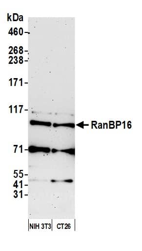 Western Blot;RanBP16 Antibody  Whole cell lysate (10 µg) from NIH 3T3 and CT26 cells prepared using NETN lysis buffer. Antibody: Affinity purified rabbit anti-RanBP16 antibody  used for WB at 0.04 mg/ml. Detection: Chemiluminescence with an exposure time of 3 minutes.