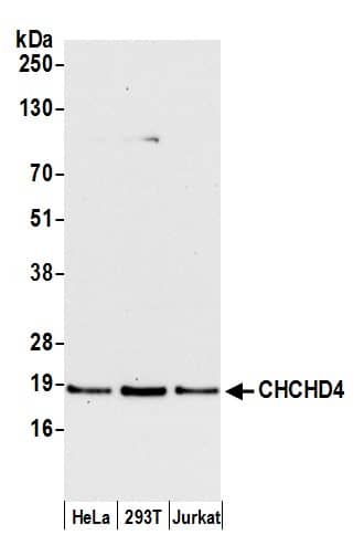 Western Blot;CHCHD4 Antibody  Whole cell lysate (15 µg) from HeLa, HEK293T, and Jurkat cells prepared using NETN lysis buffer. Antibody: Affinity purified rabbit anti-CHCHD4 antibody  used for WB at 0.04 mg/ml. Detection: Chemiluminescence with an exposure time of 30 seconds.