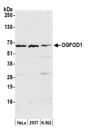 Western Blot;OGFOD1 Antibody  Whole cell lysate (50 µg) from HeLa, HEK293T, and K-562 cells prepared using NETN lysis buffer. Antibody: Affinity purified rabbit anti-OGFOD1 antibody used for WB at 0.04 mg/ml. Detection: Chemiluminescence with an exposure time of 3 minutes.