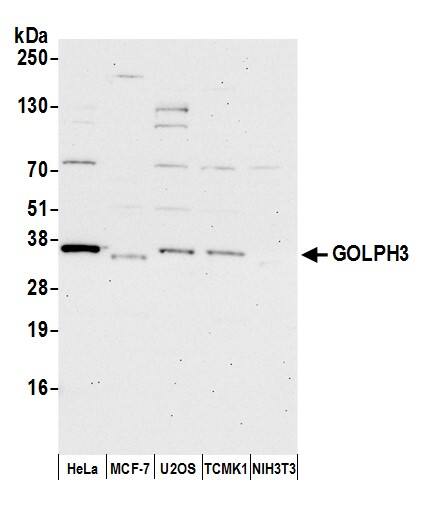 Western Blot;GOLPH3 Antibody  Whole cell lysate (15 µg) from HeLa, MCF-7, U2OS, mouse TCMK-1, and mouse NIH 3T3 cells prepared using NETN lysis buffer. Antibody: Affinity purified rabbit anti-GOLPH3 antibody  used for WB at 0.04 mg/ml. Detection: Chemiluminescence with an exposure time of 30 seconds.