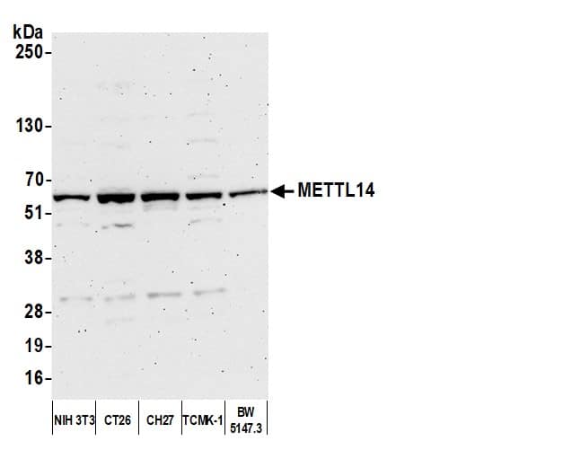 Western Blot;METTL14 Antibody  Whole cell lysate (50 µg) from NIH 3T3, CT26, CH27, TCMK-1, and BW5147.3 cells prepared using NETN lysis buffer. Antibody: Affinity purified rabbit anti-METTL14 antibody used for WB at 0.04 mg/ml. Detection: Chemiluminescence with an exposure time of 3 minutes.