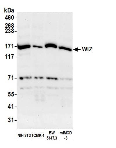 Western Blot;WIZ Antibody  Whole cell lysate (50 µg) from NIH 3T3, TCMK-1, BW5147.3, and mIMCD-3 cells prepared using NETN lysis buffer. Antibody: Affinity purified rabbit anti-WIZ antibody  used for WB at 1 µg/ml. Detection: Chemiluminescence with an exposure time of 75 seconds.