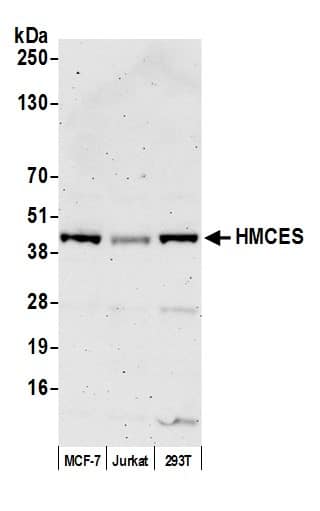 Western Blot HMCES Antibody - BSA Free