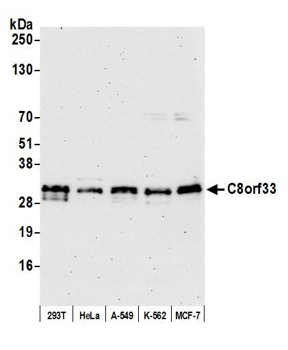 Western Blot;C8orf33 Antibody  Whole cell lysate (15 µg) from HEK293T, HeLa, A-549, K-562, and MCF-7 cells prepared using NETN lysis buffer. Antibody: Affinity purified rabbit anti-C8orf33 antibody  used for WB at 0.04 mg/ml. Detection: Chemiluminescence with an exposure time of 75 seconds.