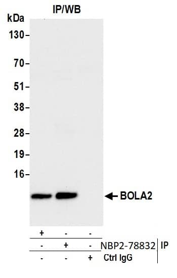 Immunoprecipitation;BOLA2 Antibody  Whole cell lysate (1.0 mg per IP reaction; 20% of IP loaded) from OVCAR-4 cells prepared using NETN lysis buffer. Antibodies: Affinity purified rabbit anti-BOLA2 antibody  used for IP at 1 µg per reaction. BOLA2 was also immunoprecipitated by rabbit anti-BOLA2 antibody. For bting immunoprecipitated BOLA2, was used at 0.04 mg/ml. Detection: Chemiluminescence with an exposure time of 10 seconds.