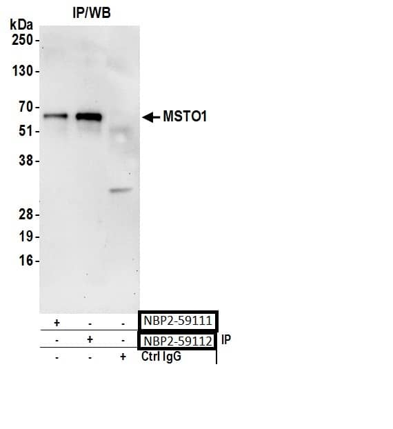 Immunoprecipitation;MSTO1 Antibody  Whole cell lysate (0.5 or 1.0 mg per IP reaction; 20% of IP loaded) from HeLa cells prepared using NETN lysis buffer. Antibodies: Affinity purified rabbit anti-MSTO1 antibody  used for IP at 6 µg per reaction. MSTO1 was also immunoprecipitated by rabbit anti-MSTO1 antibody. For bting immunoprecipitated MSTO1, was used at 0.4 mg/ml. Detection: Chemiluminescence with an exposure time of 30 seconds.