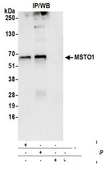 Immunoprecipitation:[NBP3-18518]-Detection of human MSTO1 by western blot of immunoprecipitates. Samples: Whole cell lysate from HeLa cells prepared using NETN lysis buffer. Antibodies: Affinity purified rabbit anti-MSTO1 antibody used for IP at 6 µg per reaction. MSTO1 was also immunoprecipitated by rabbit anti-MSTO1 antibody. For blotting immunoprecipitated MSTO1, was used at 0. 4 mg/ml. Detection: Chemiluminescence with an exposure time of 10 seconds.