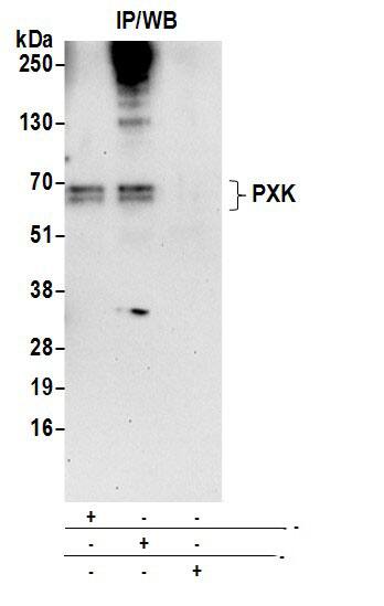 Immunoprecipitation:[NBP3-18519]-Detection of human PXK by western blot of immunoprecipitates. Samples: Whole cell lysate from 293T cells prepared using NETN lysis buffer. Antibodies: Affinity purified rabbit anti-PXK antibody used for IP at 6 µg per reaction. PXK was also immunoprecipitated by rabbit anti-PXK antibody. For blotting immunoprecipitated PXK, was used at 0. 4 mg/ml. Detection: Chemiluminescence with an exposure time of 30 seconds.