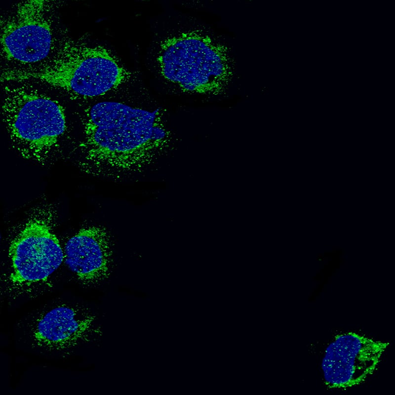 Staining of A-431 cells, showing specific staining in mitochondria and vesicles in green. Nuclear probes are is visualized in blue (where available).