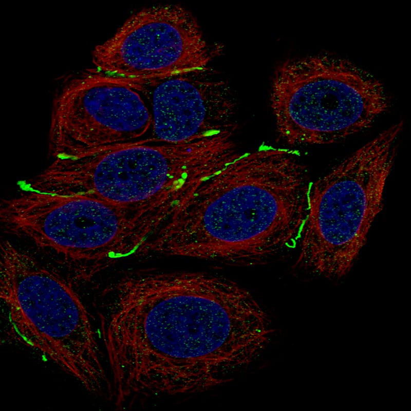 Immunocytochemistry/ Immunofluorescence Claudin-3 Antibody (CL13129) - BSA Free