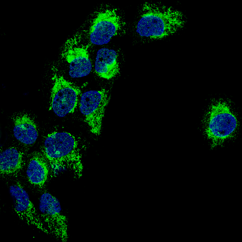 Staining of A-431 cells, showing specific staining in mitochondria and vesicles in green. Nuclear probes are is visualized in blue (where available).