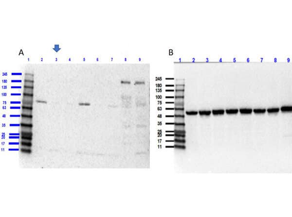 Western Blot of ROBO1 Knockout A549 Cell Lysate.  Lane 1: Opal Prestained MW Marker 