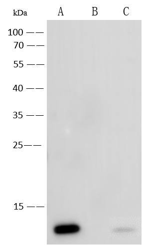 Western Blot Monkeypox Virus A29 Antibody (0025) - Azide and BSA Free