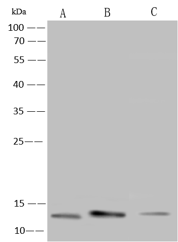 Western Blot Monkeypox Virus A29 Antibody (0036) - Azide and BSA Free