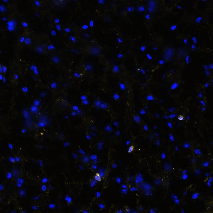 STING was detected in frozen sections of mouse cerebral cortex using Rabbit Anti-Mouse STING Monoclonal Antibody (Catalog # NBP3-18816) at 10ug/mL at 37 ° Celsius for 4 minutes. Before incubation with the primary antibody, tissue underwent preprocessing by incubating tissue with Multi Staining Buffer (Lunaphore Catalog # BU06) for 5minutes at room temperature followed by a 20-minute incubation in Tris-Buffered Saline + 0.2% Triton at room temperature. Tissue was stained using the Alexa Fluor™ Plus 647 Goat anti-Rabbit IgG Secondary Antibody at 1:200 at 37 ° Celsius for 2 minutes. (Yellow; Lunaphore Catalog # DR647RB) and counterstained with DAPI (blue; Lunaphore Catalog # DR100). Specific staining was localized to the cytoplasm. Protocol available in COMET™ Panel Builder.