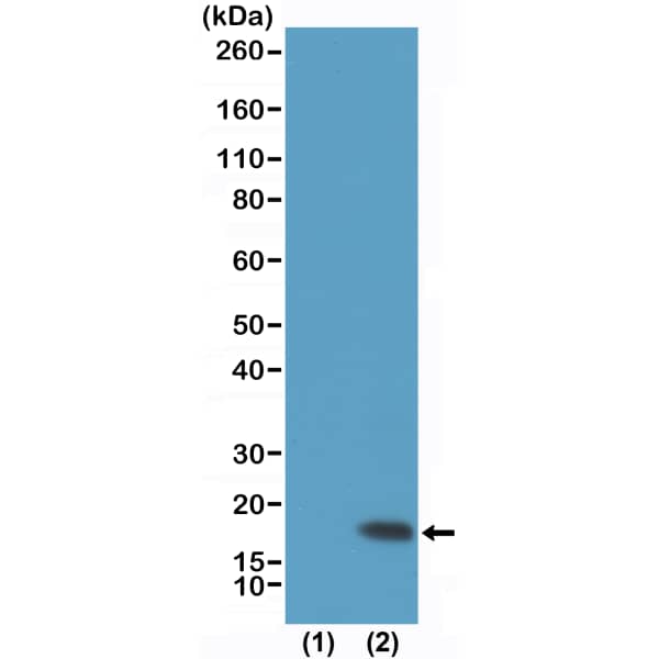 Western Blot: Histone H3 [Trimethyl Lys9] Antibody (RM389)[NBP3-18839]Western Blot of recombinant histone H3.3 (1) and acid extracts of HeLa cells (2), using RM389 at 0.5 ug/mL, showed a band of histone H3 trimethylated at Lysine 9 (K9me3) in HeLa cells.